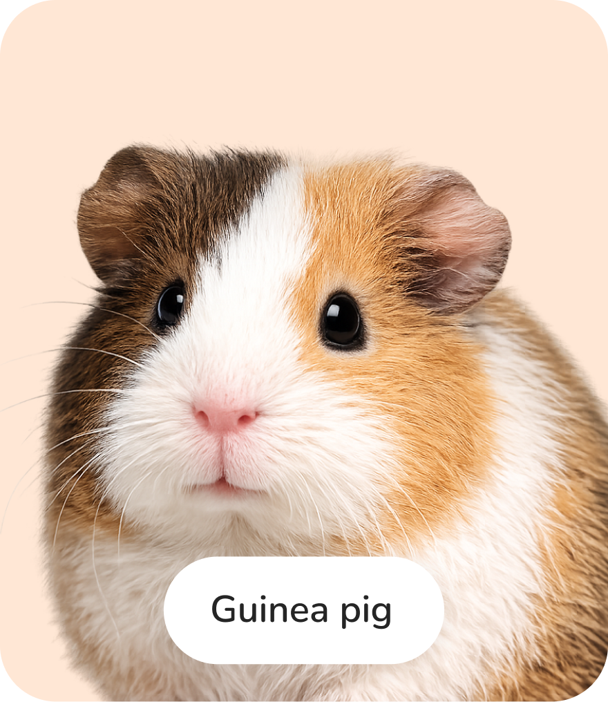 Guinea Pig